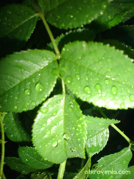 Зелено свежо листенце