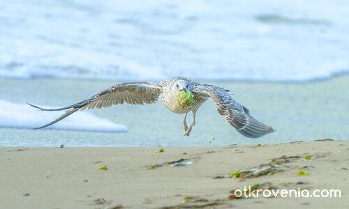 Воле като по учебник
