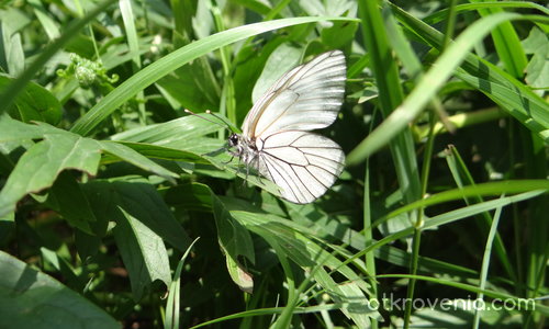 Овощна пеперуда ( Aporia crataegi )
