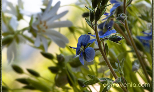 Самотно синьо цвете - дъхът на планината