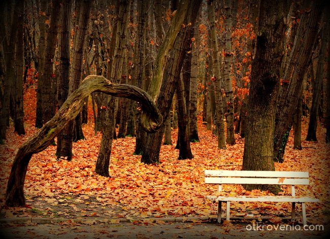 Есен в парка - 3
