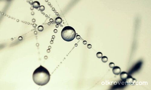 Morning drops