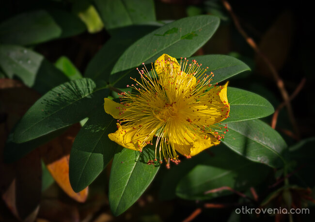 Слънца в градината на Господ