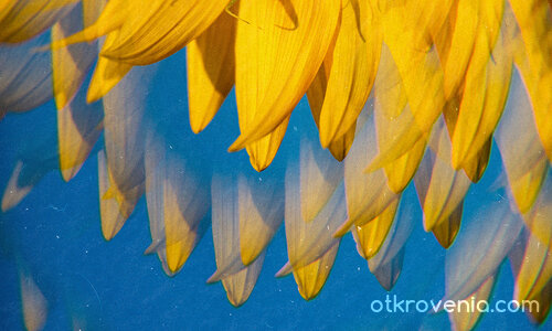 Разпад на лятото (Летен дъжд)