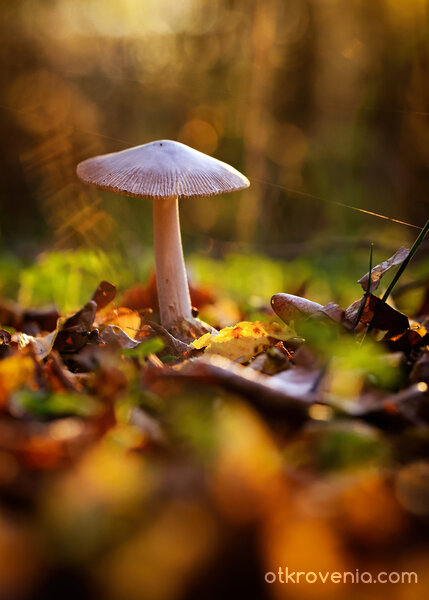 Ноемврийски етюд