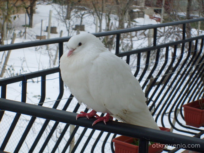 Гълъбче през Зимата