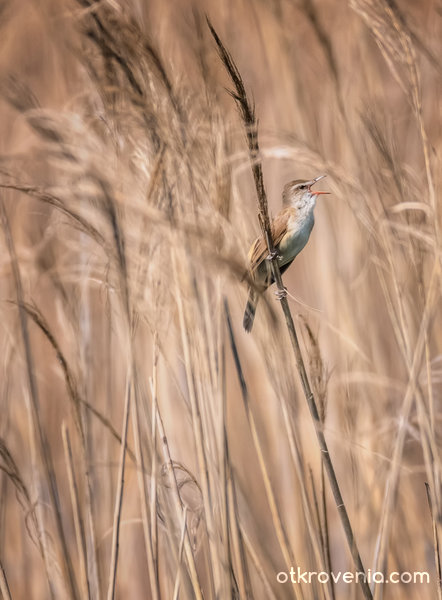 Блатна пойна птичка от Езерото Керкини