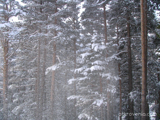 Снежен прашец