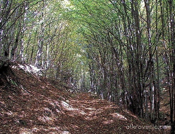 Пътеката в гората през есента
