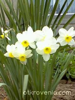 жълтата красото на цветята :-)