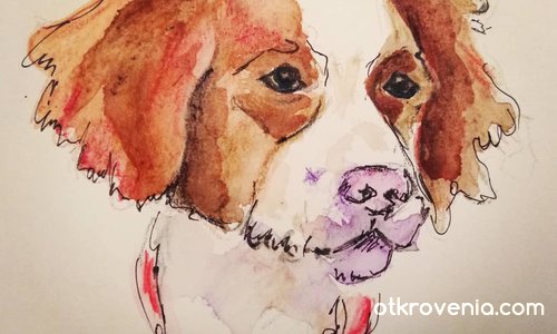 Скица - портрет на куче