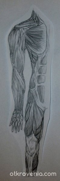 Първи опит за рисуване на човешката мускулатура