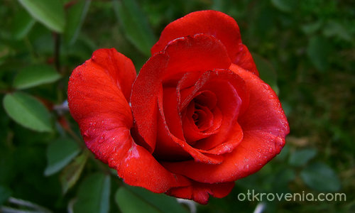 Една българска роза...