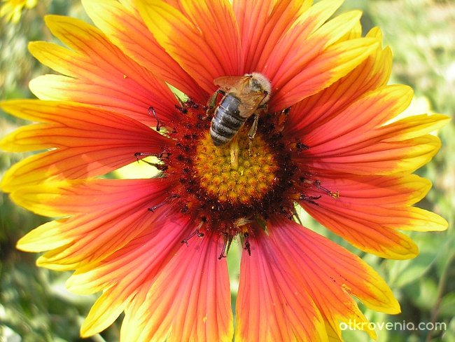 Пчела и цвете