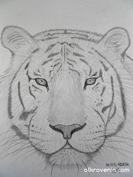 Тигър