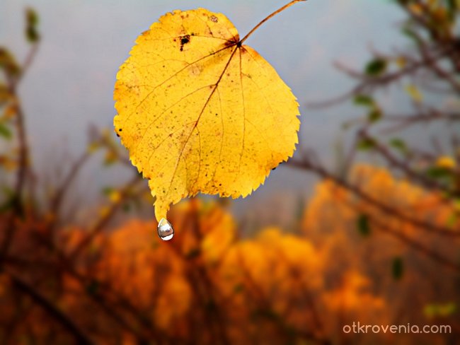 Когато плаче есента