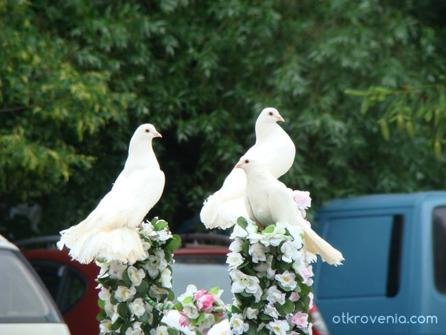 Бели гълъби (шоу в Москва)
