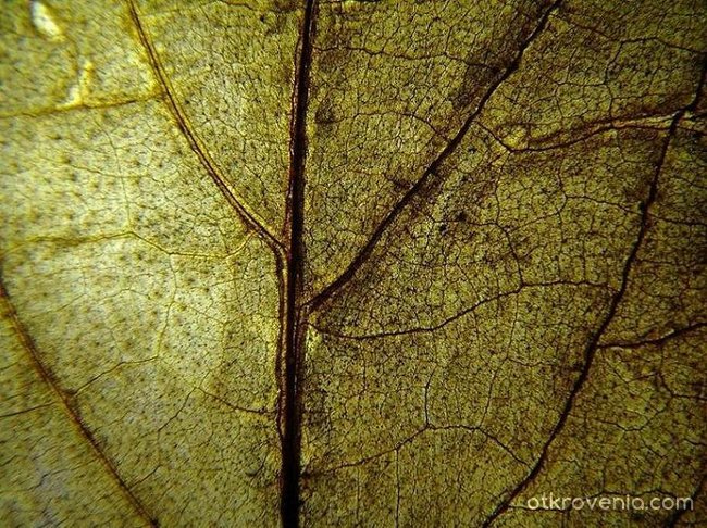 inside the leaf