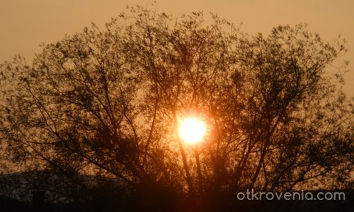 Слънчево гнездо в дървото
