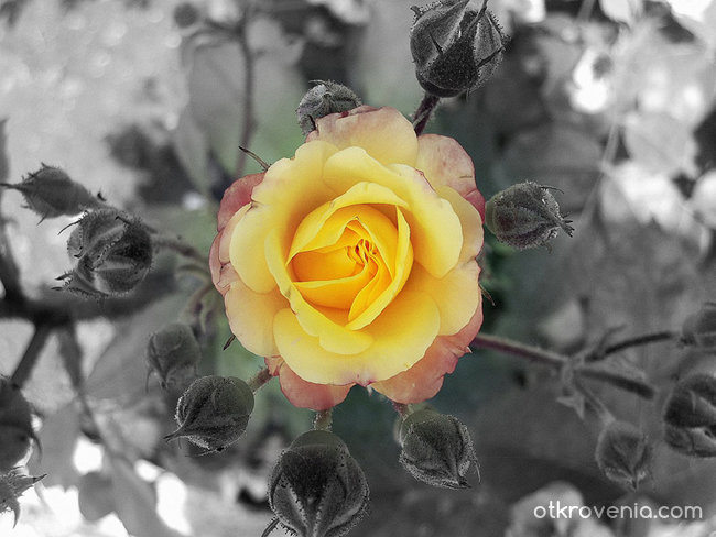 Жълта розичка