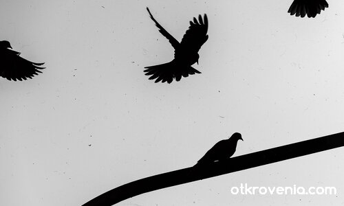 "По колко пъти на ден не умираме"