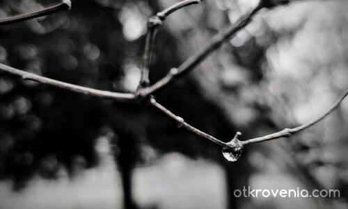 Последната сълза