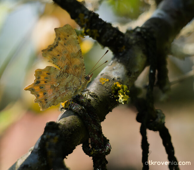 Polygonia c-album