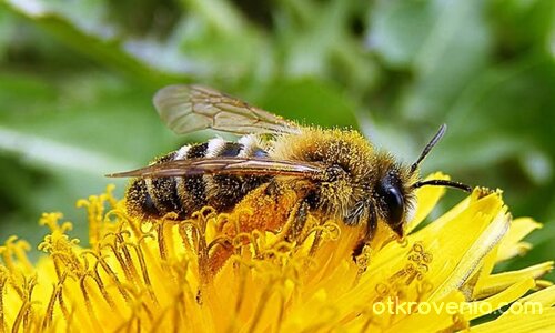 Дива пчела (род Andrena или Halictus)