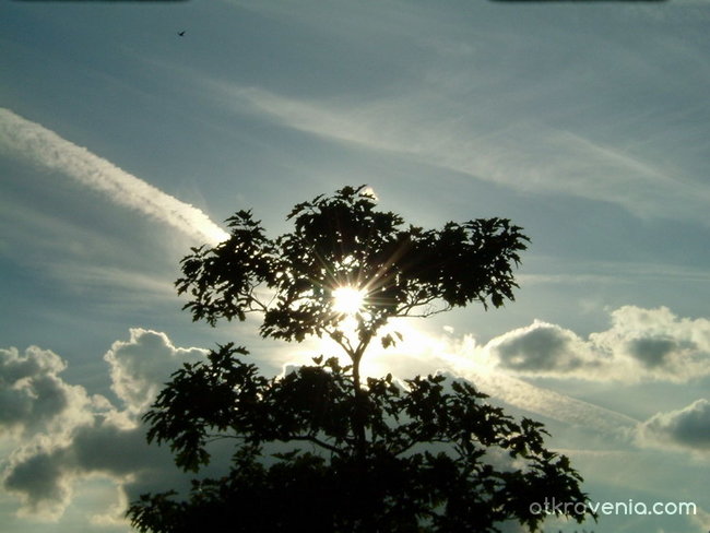 sky tree