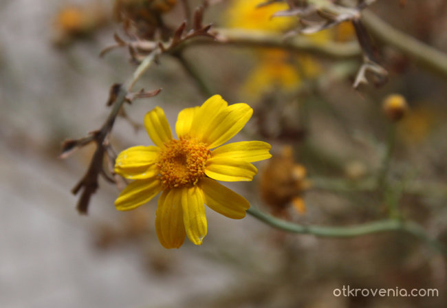 Малко жълто цвете
