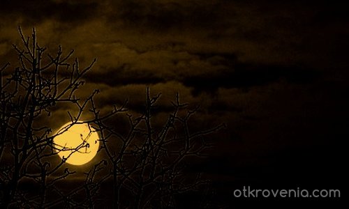  Виеща вълчица оглежда се в луната