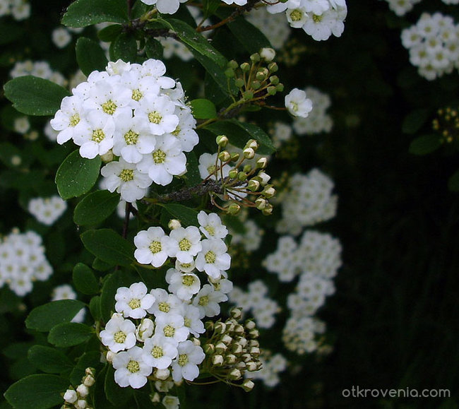 малки, красиви, бели цветенца