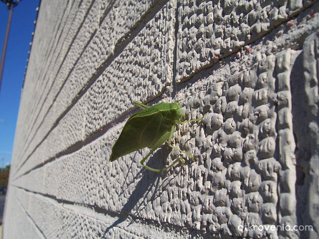 Leaf on the wall