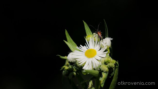 Цветенце с насекомо