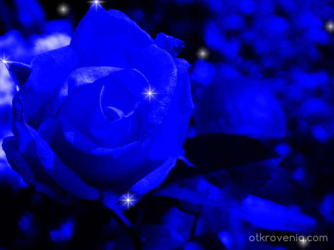 Blue princess (update my rose)