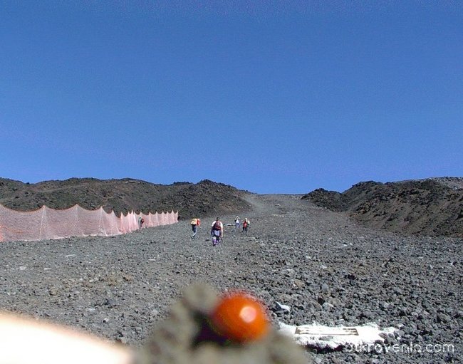 Калинка на вулканичната лава от Етна!  Самотната душичка е намерила тук топлинка!