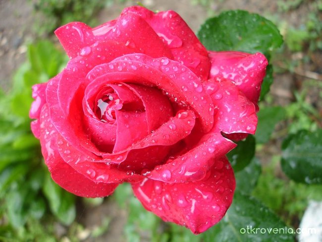Дъждовна роза