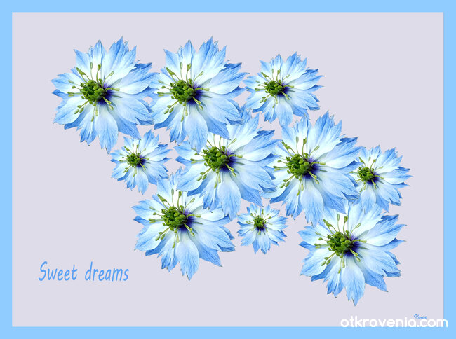 Сини цветя