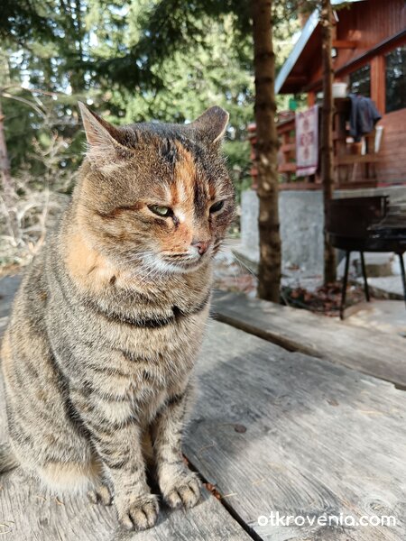 Господарката на хижата