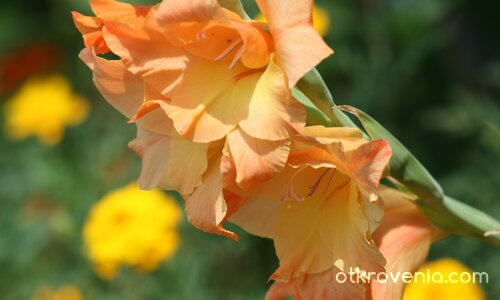 Спомен от лятото, с гладиоли