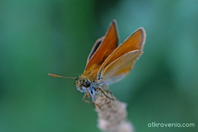 Свободна красота