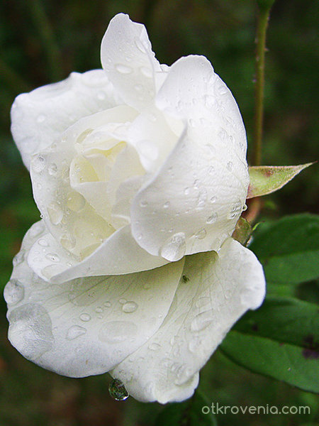 Бяла роза