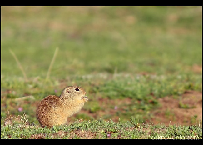 Лалугер (Spermophilus citellus)