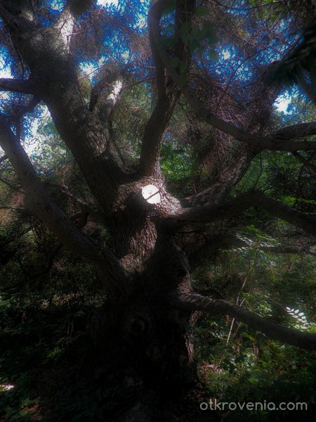 Дървото на духовете