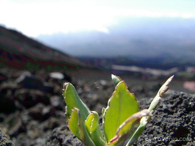Живот в подножието на действащия вулкан Етна (1) !
