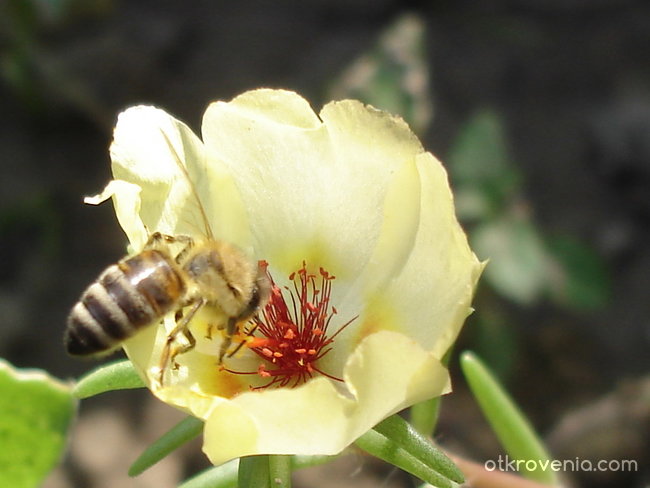 Ежедневието на една пчеличка