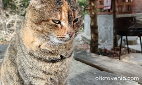 Господарката на хижата