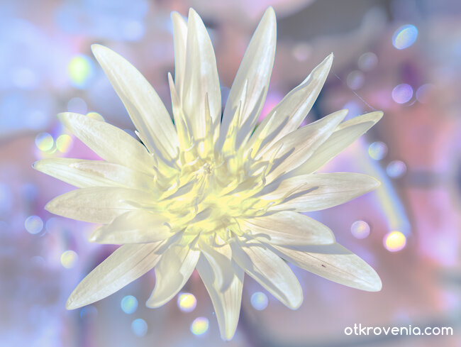 Слънчево боке