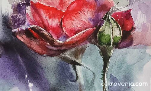 Роза 3- акварел