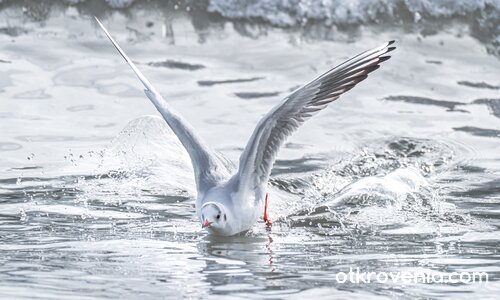 Приводняване